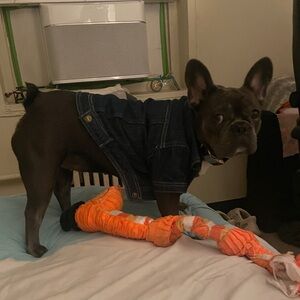 Denim Dog Jacket NWOT